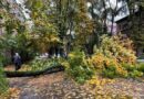 Негода в Києві: дерево перегородило вулицю та пошкодило авто (фото)