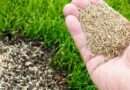 Газонна трава: особливості посадки насіння та догляду за газоном